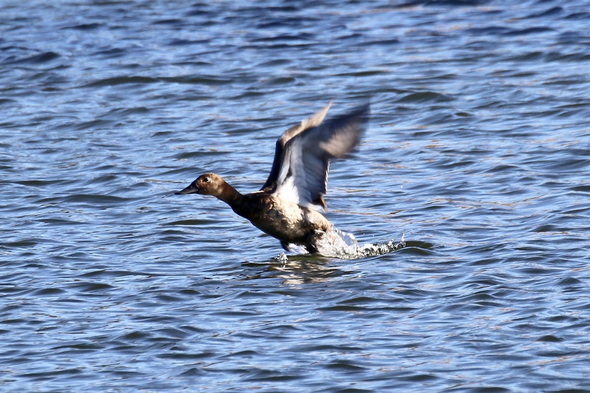 Canvasback - ML643719039