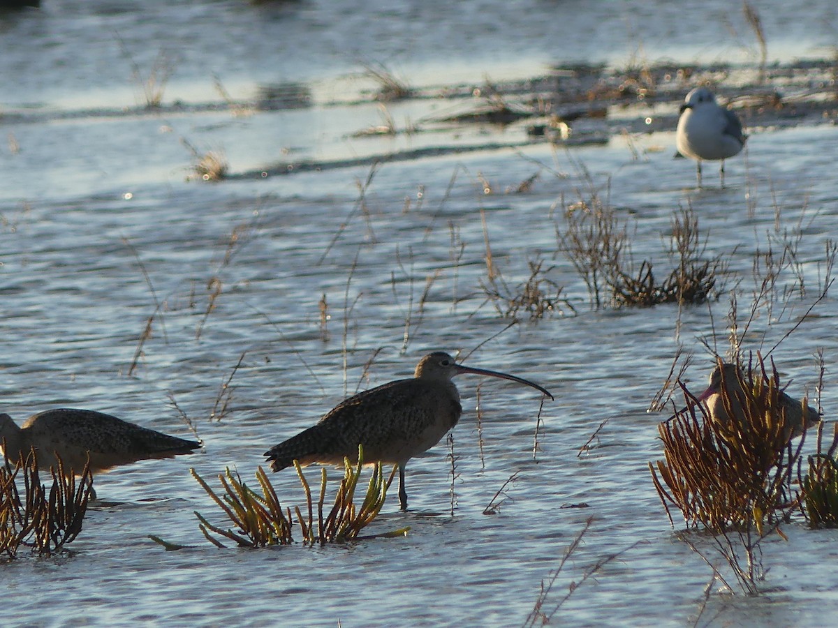 Long-billed Curlew - ML643719042