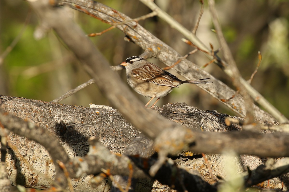 Dachsammer (oriantha) - ML643719057