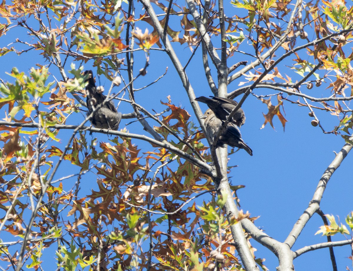 Brown-headed Cowbird - ML643719062