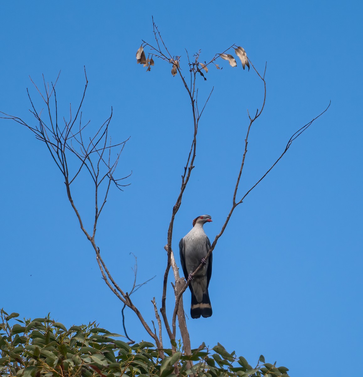 Topknot Pigeon - ML643719064