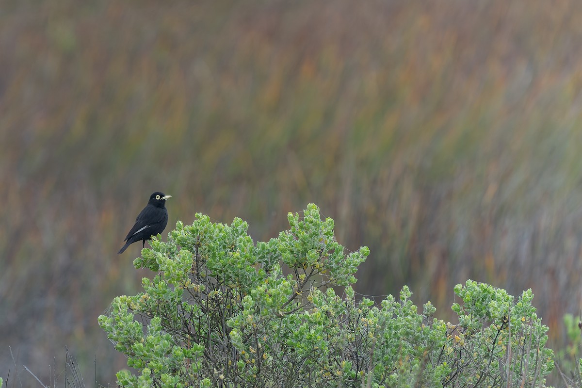 Spectacled Tyrant - ML643719074