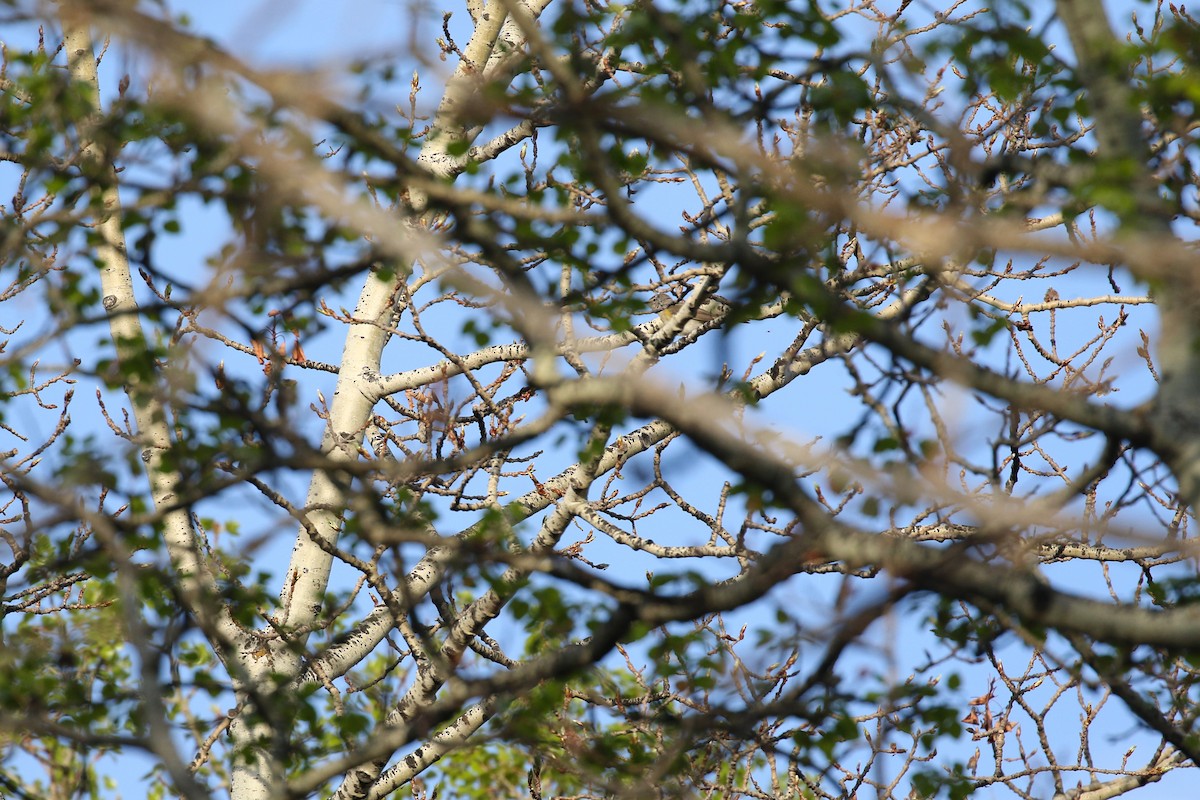 American Redstart - ML643719080