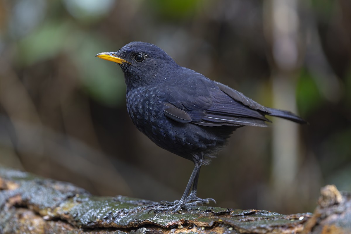 Malayan Whistling-Thrush - ML643719081