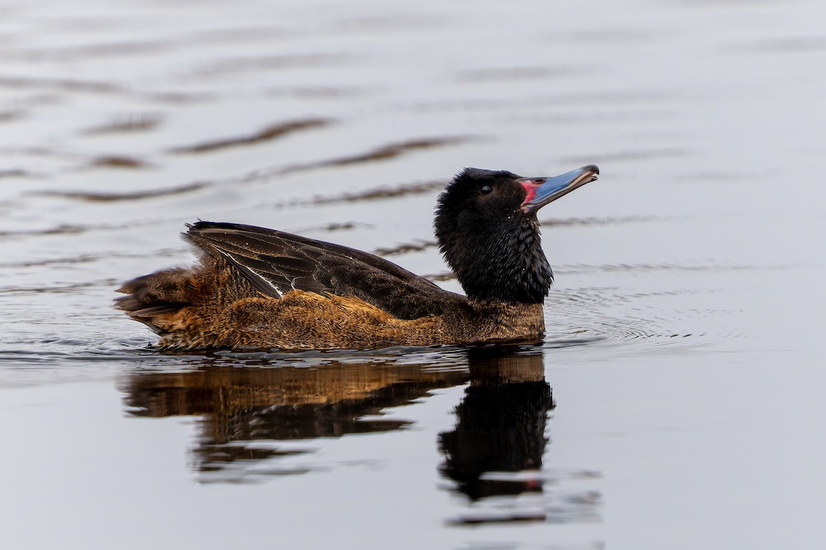 Black-headed Duck - ML643719095
