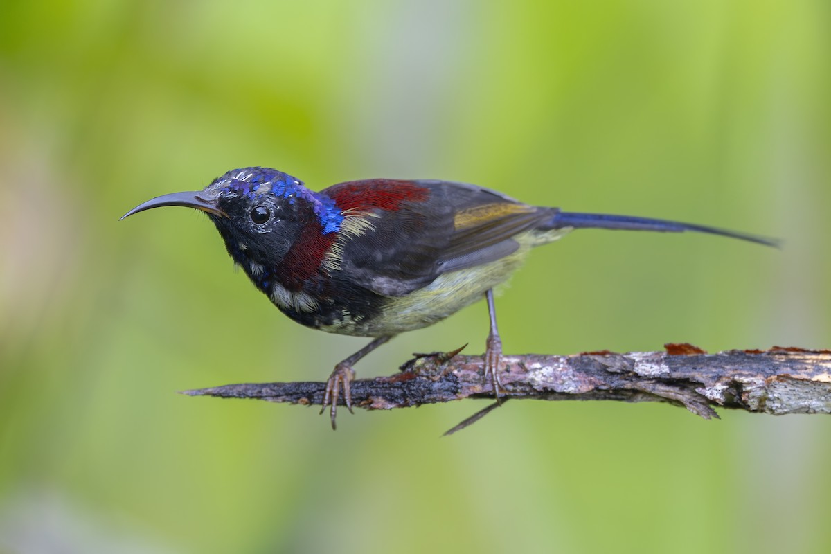 Kara Gerdanlı Nektarkuşu - ML643719096