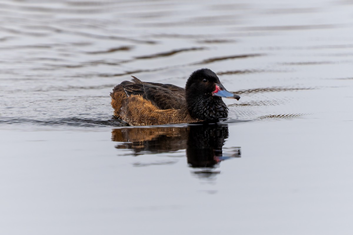 Black-headed Duck - ML643719097
