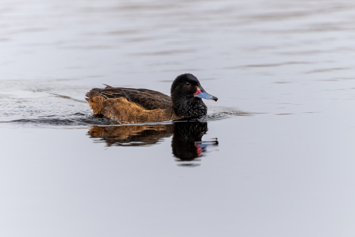 Black-headed Duck - ML643719098