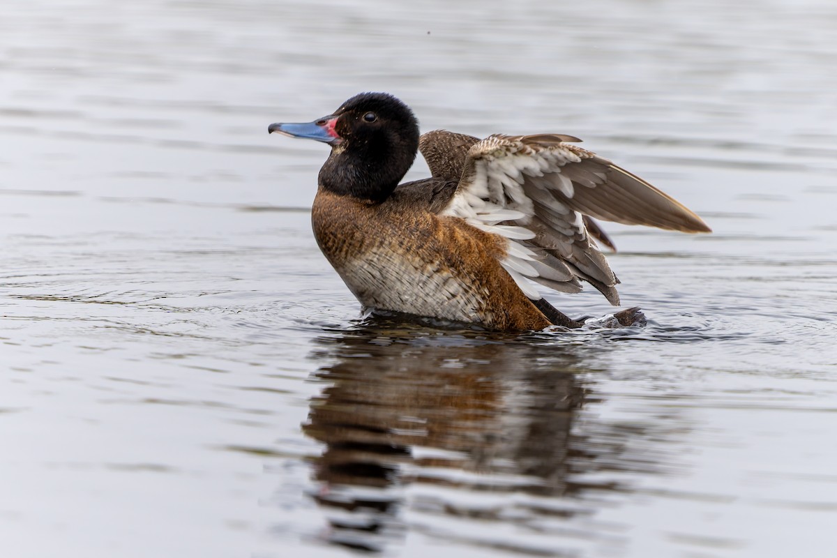 Black-headed Duck - ML643719099