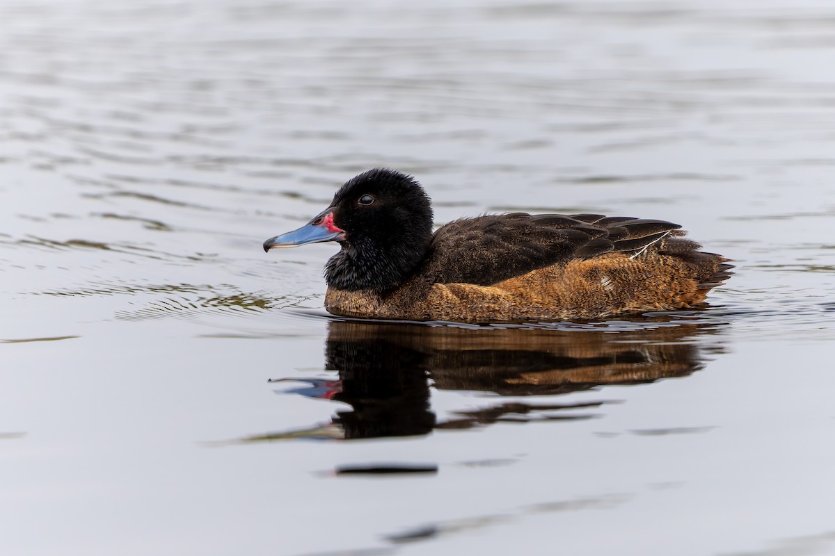 Black-headed Duck - ML643719100