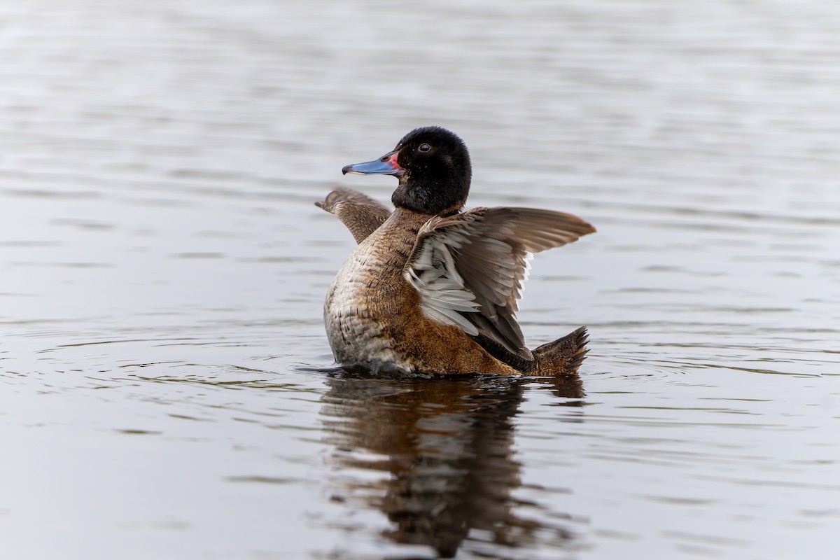 Black-headed Duck - ML643719101