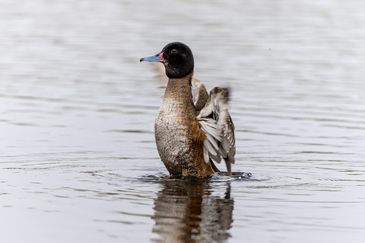 Black-headed Duck - ML643719102