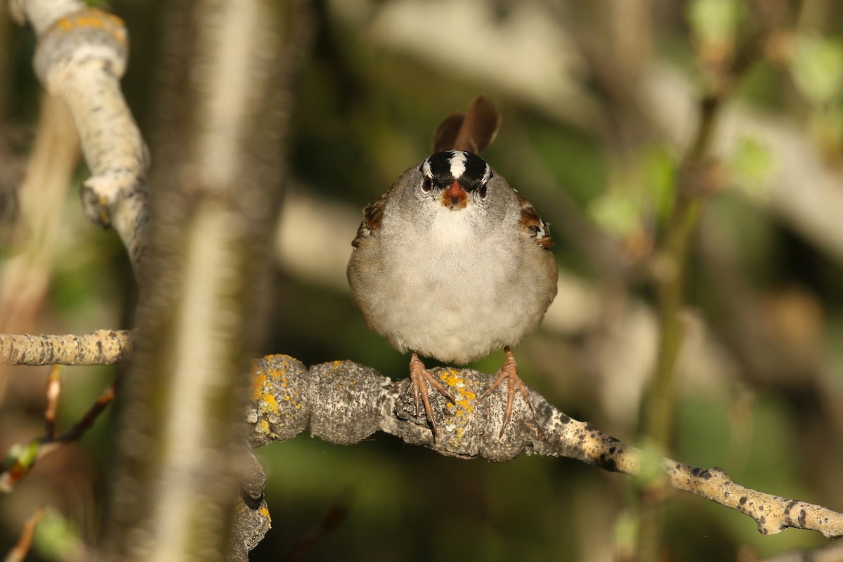 Dachsammer (oriantha) - ML643719111