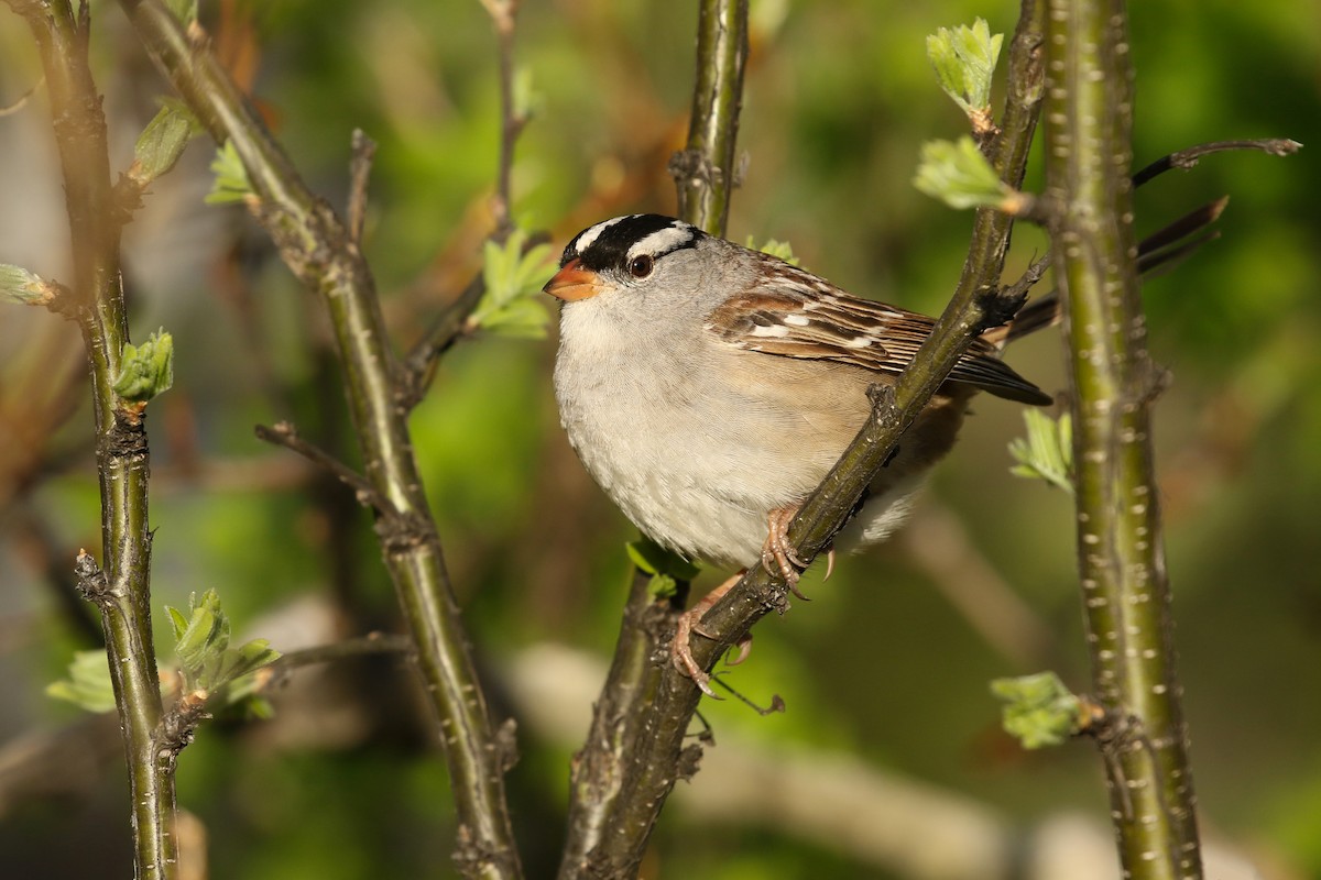 Dachsammer (oriantha) - ML643719116