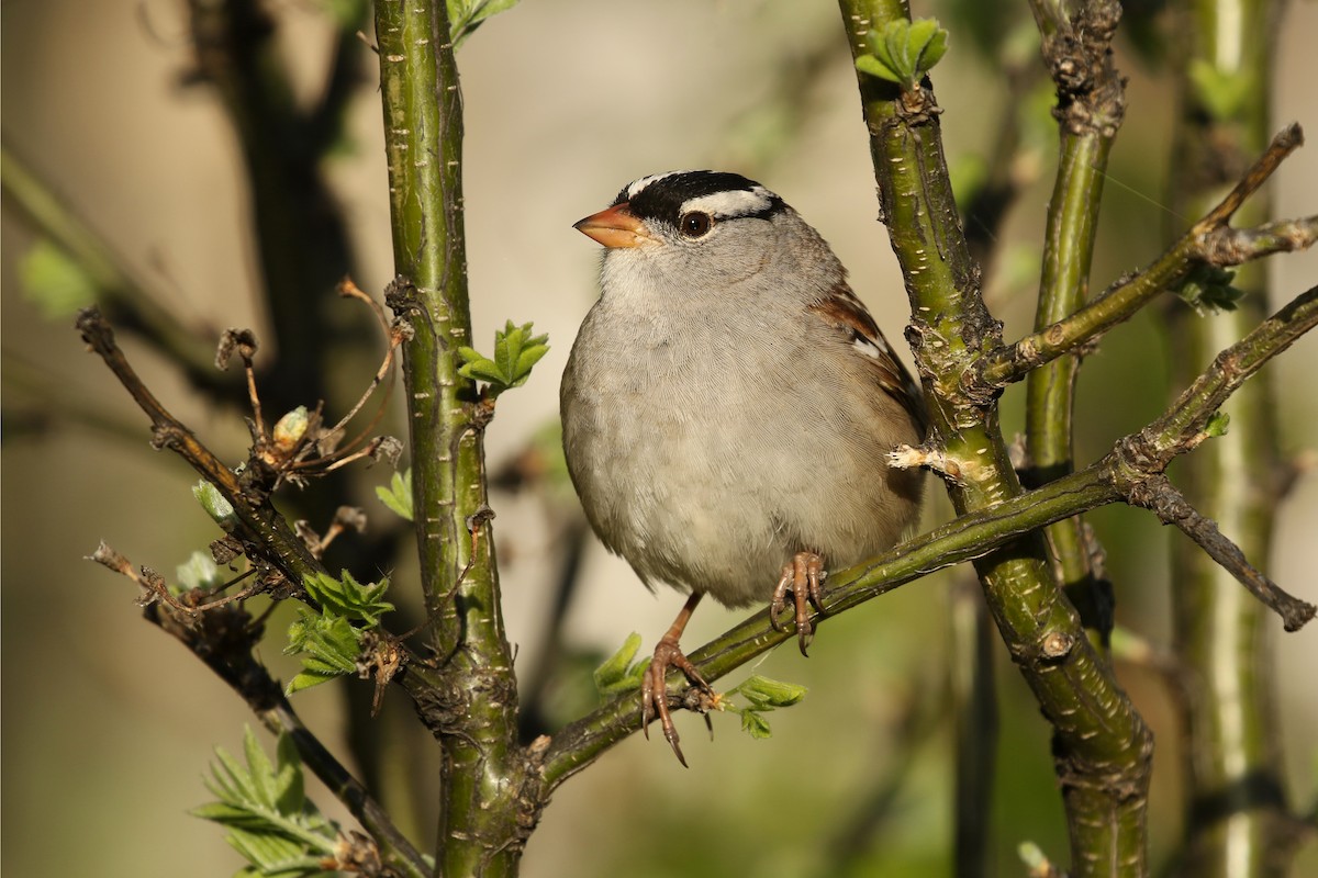 Dachsammer (oriantha) - ML643719118