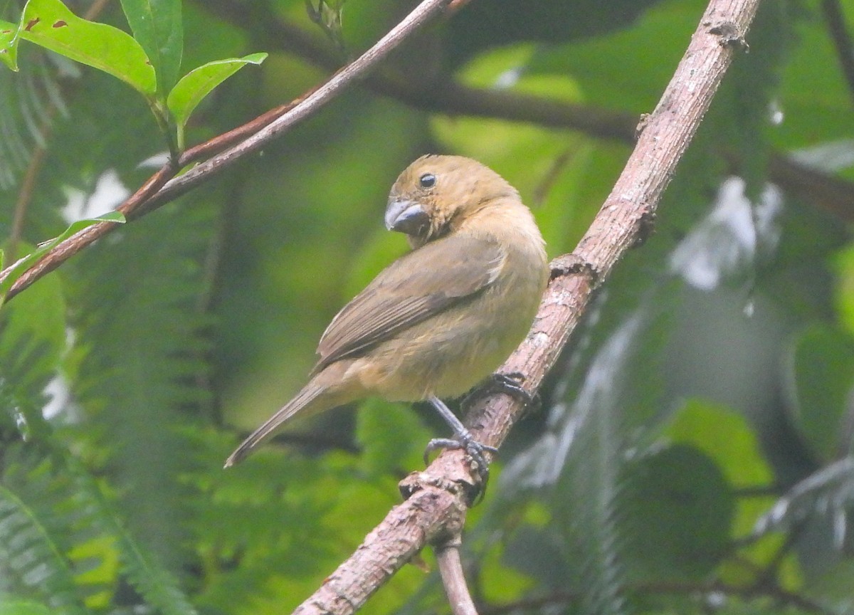 Variable Seedeater - ML643719125