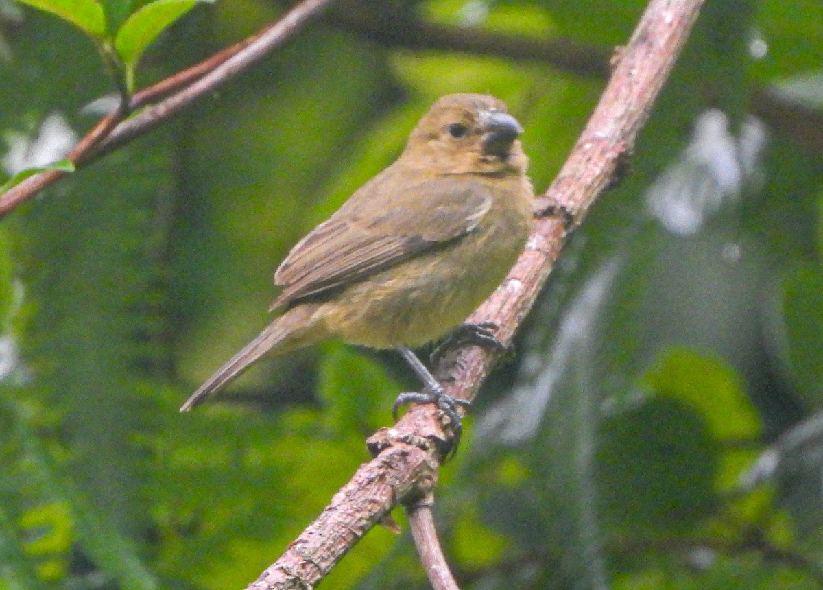 Variable Seedeater - ML643719126