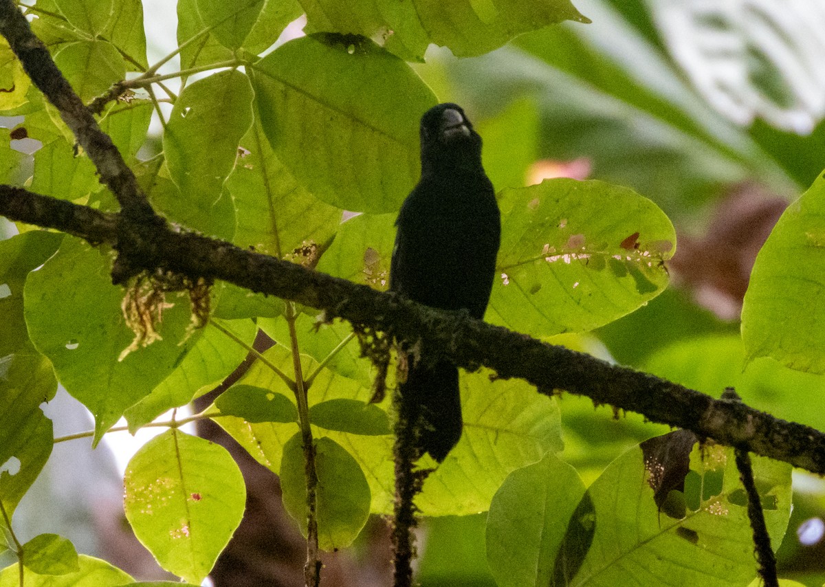 Meksika Çivit Kocabaşı - ML643719127