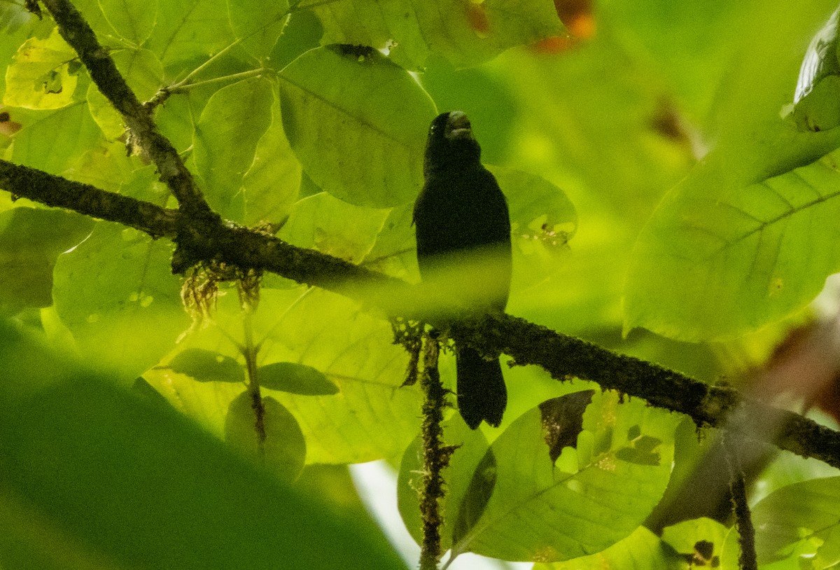 Meksika Çivit Kocabaşı - ML643719128