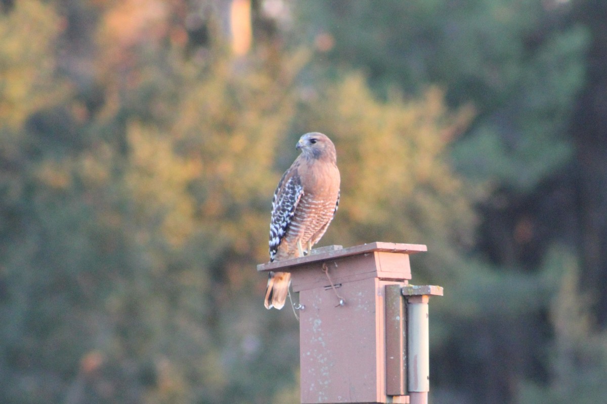 Red-shouldered Hawk - ML643719133