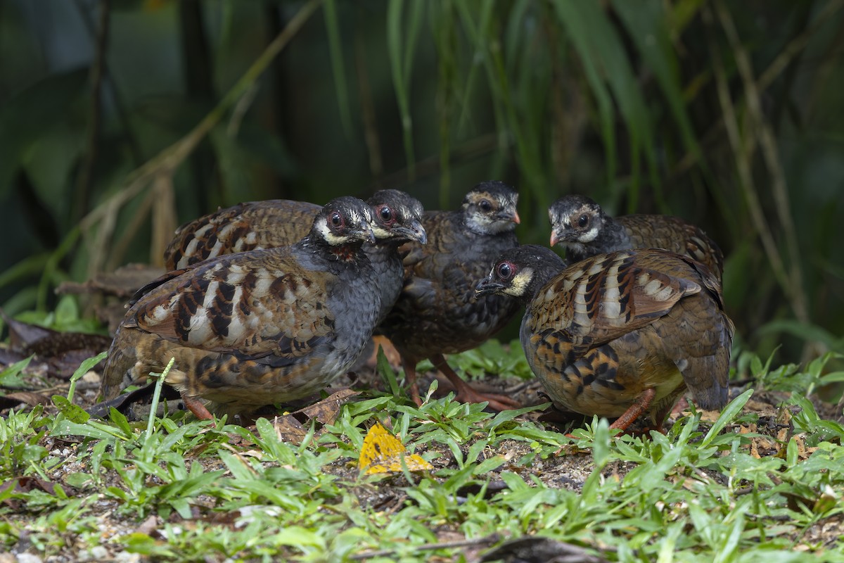 Malayan Partridge - ML643719134
