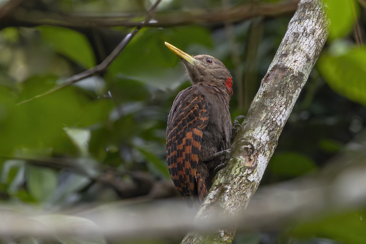 Bay Woodpecker - ML643719148