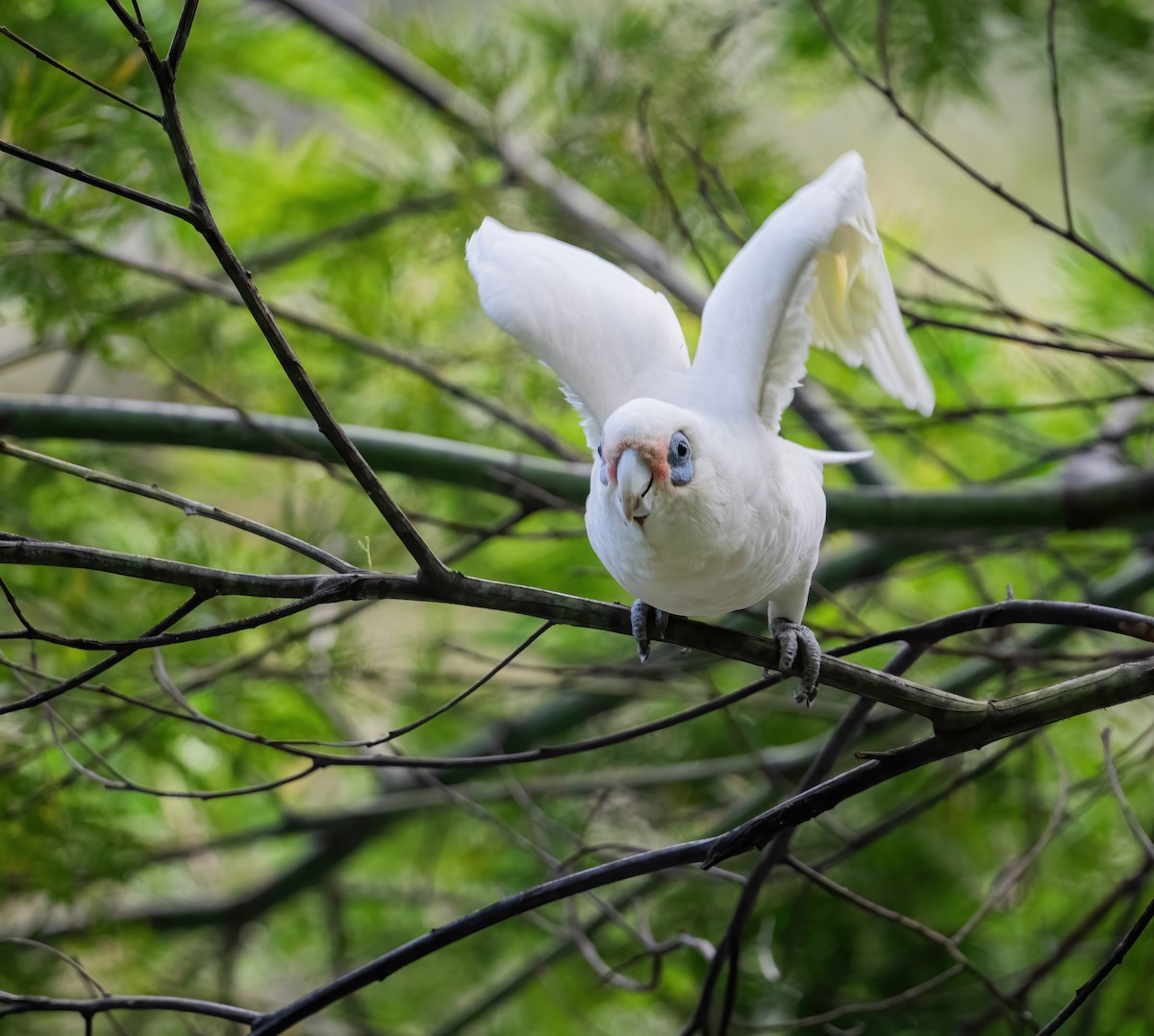 Cacatoès corella - ML643719149