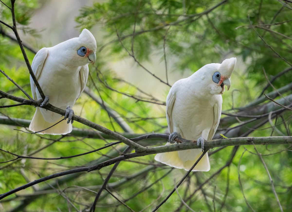 Cacatoès corella - ML643719150