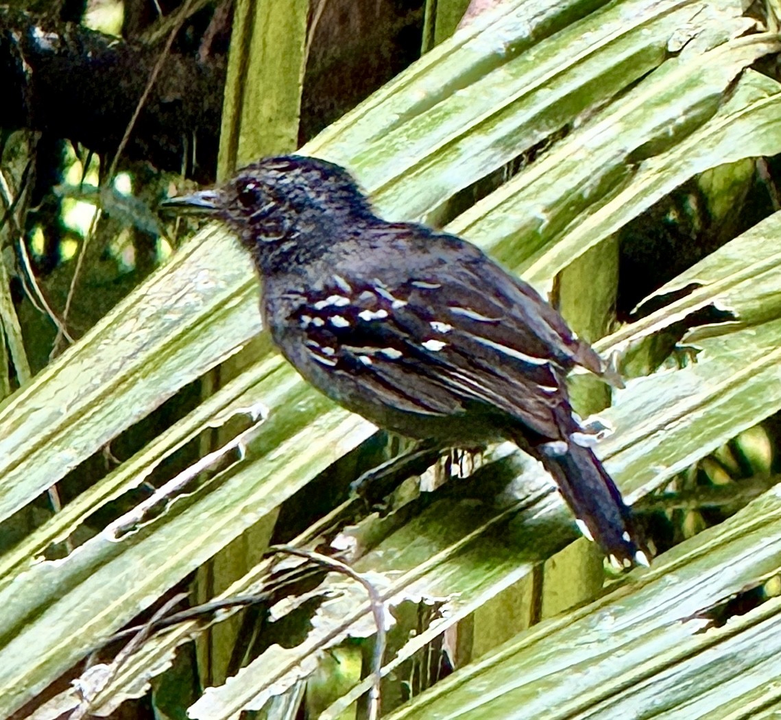 Batara à nuque noire - ML643719152