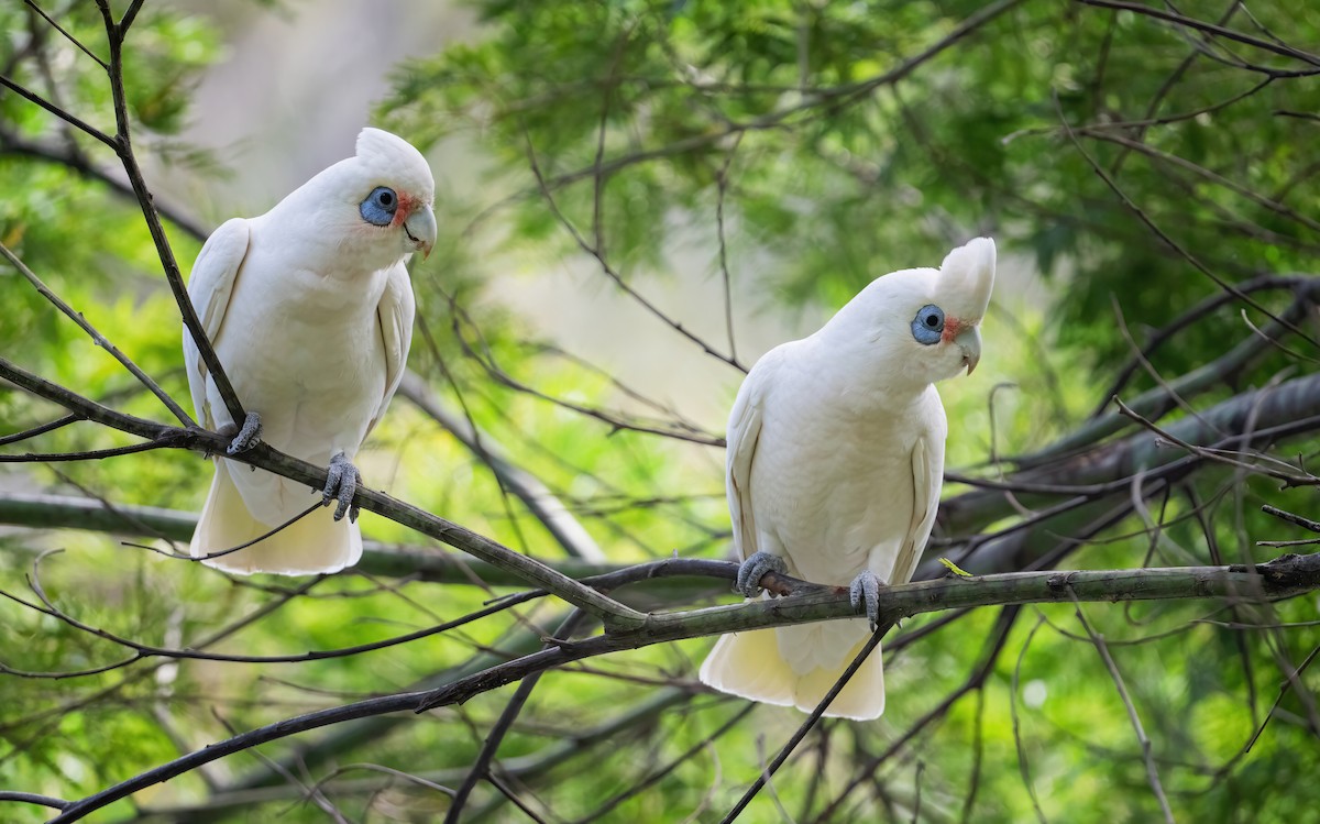 Cacatoès corella - ML643719153