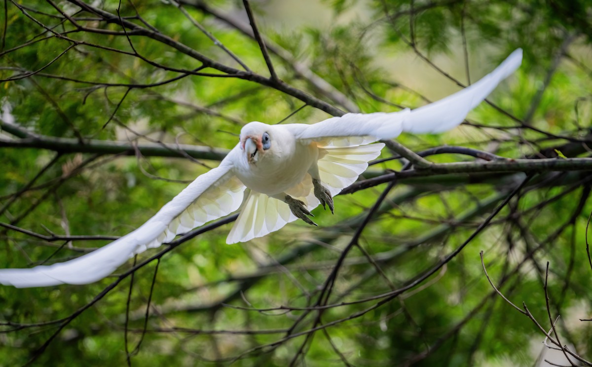 Cacatoès corella - ML643719154