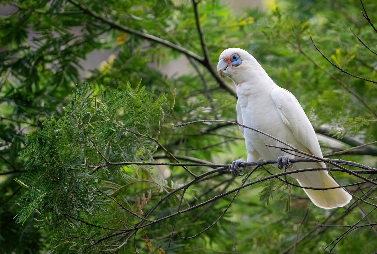 Cacatoès corella - ML643719155