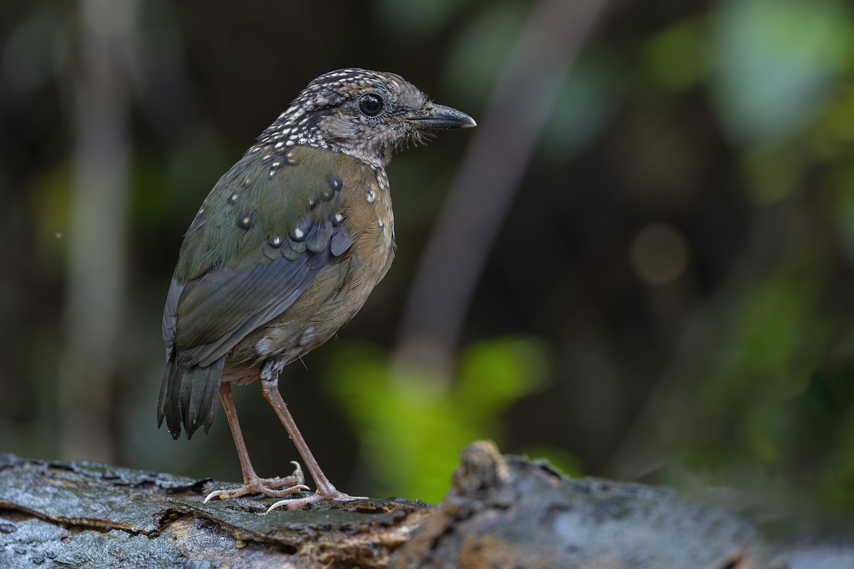 Rusty-naped Pitta - ML643719166