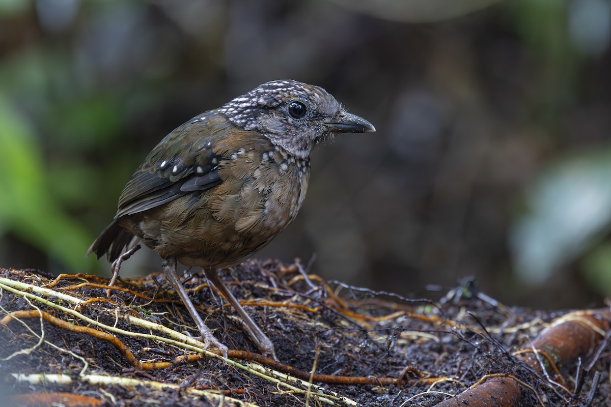 Rusty-naped Pitta - ML643719167
