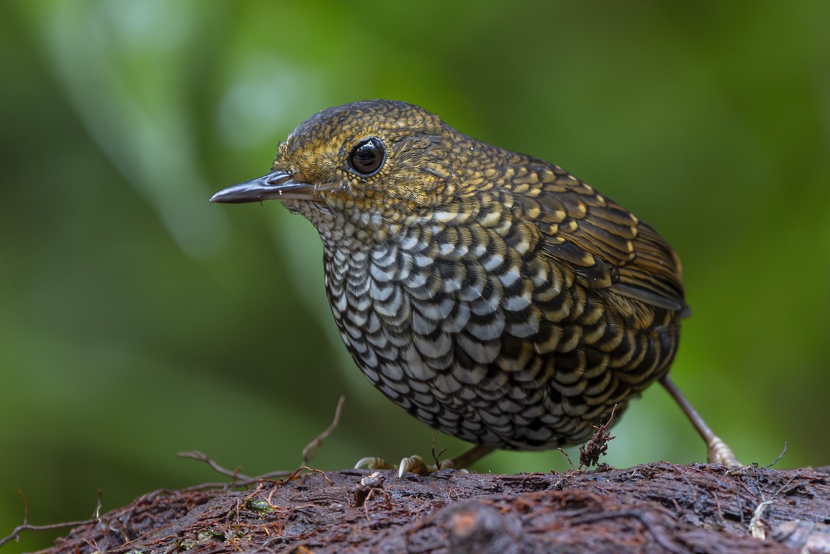 タカサゴミソサザイ - ML643719176