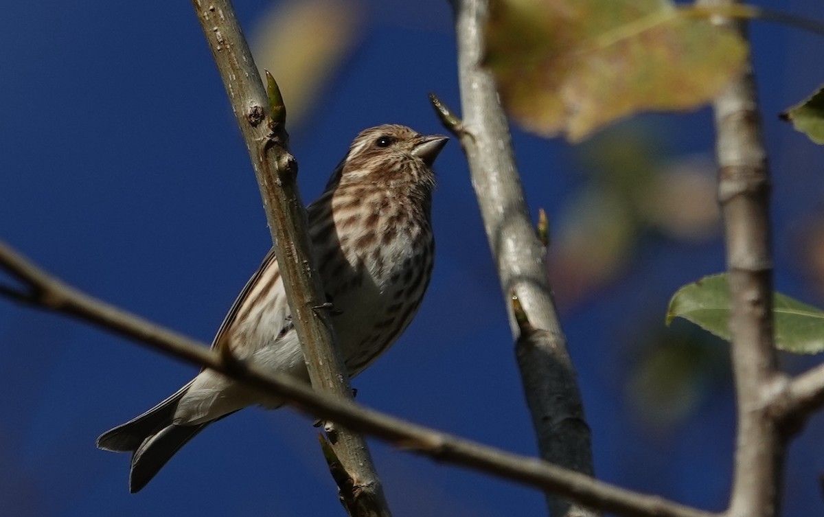 Purple Finch - ML643719177