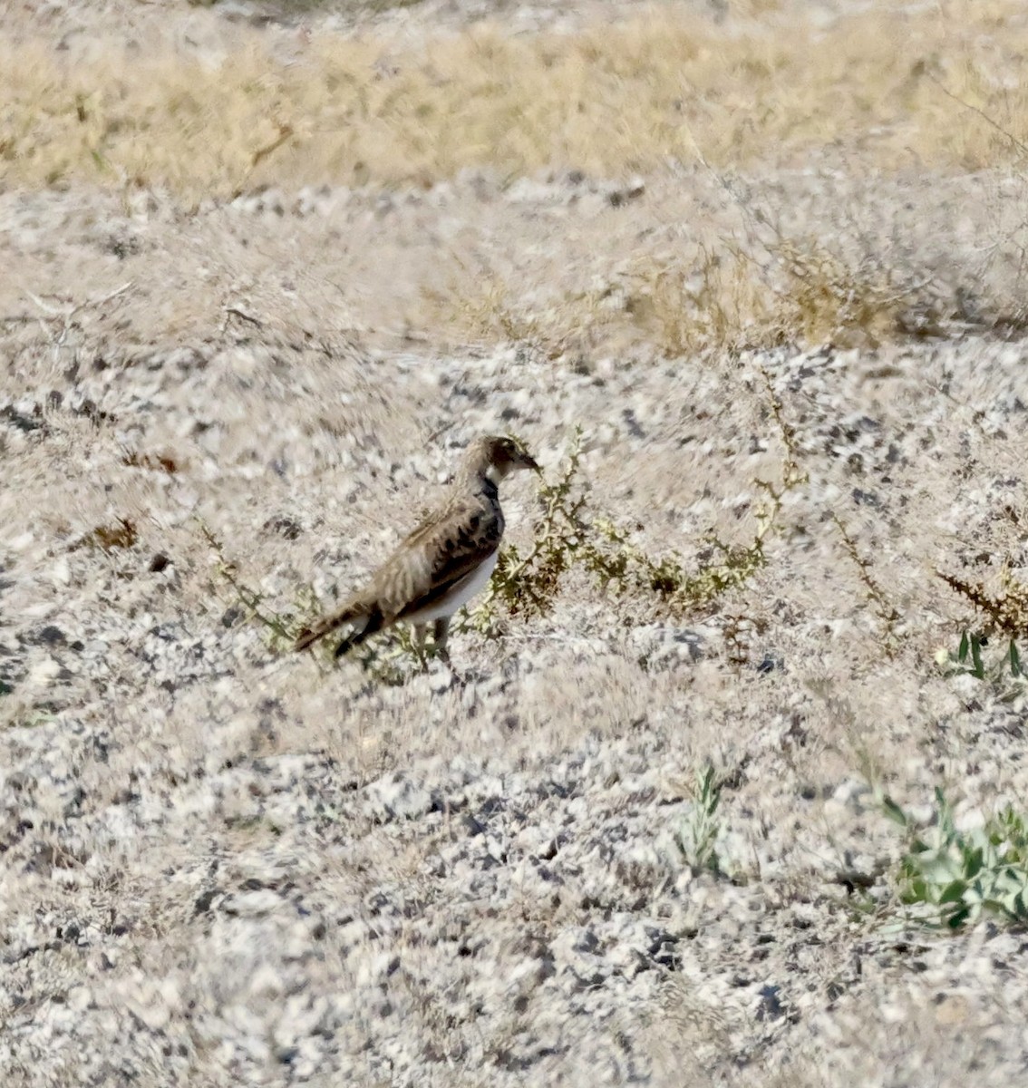 Kalandria eurasiarra - ML643719178