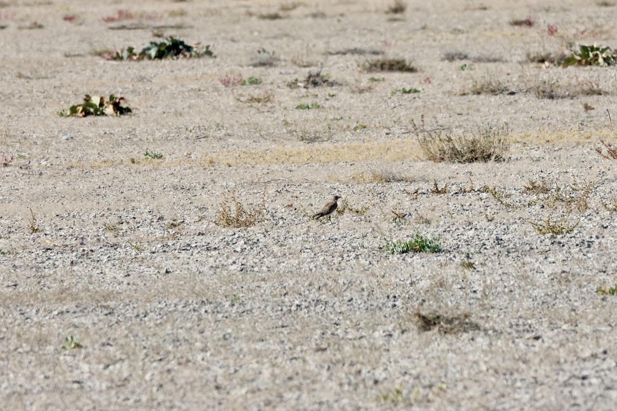 Kalandria eurasiarra - ML643719179