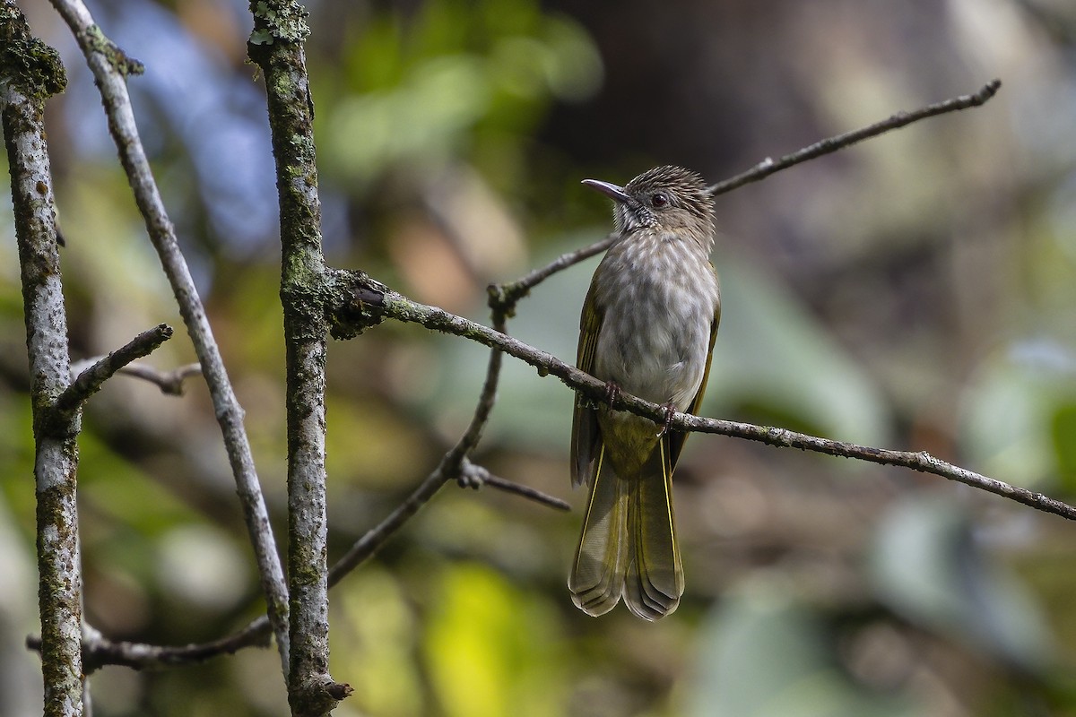 Mountain Bulbul - ML643719188