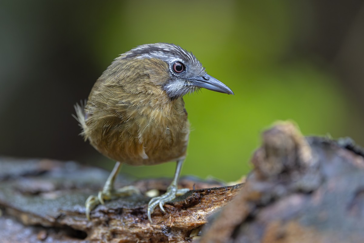 Gray-throated Babbler - ML643719196