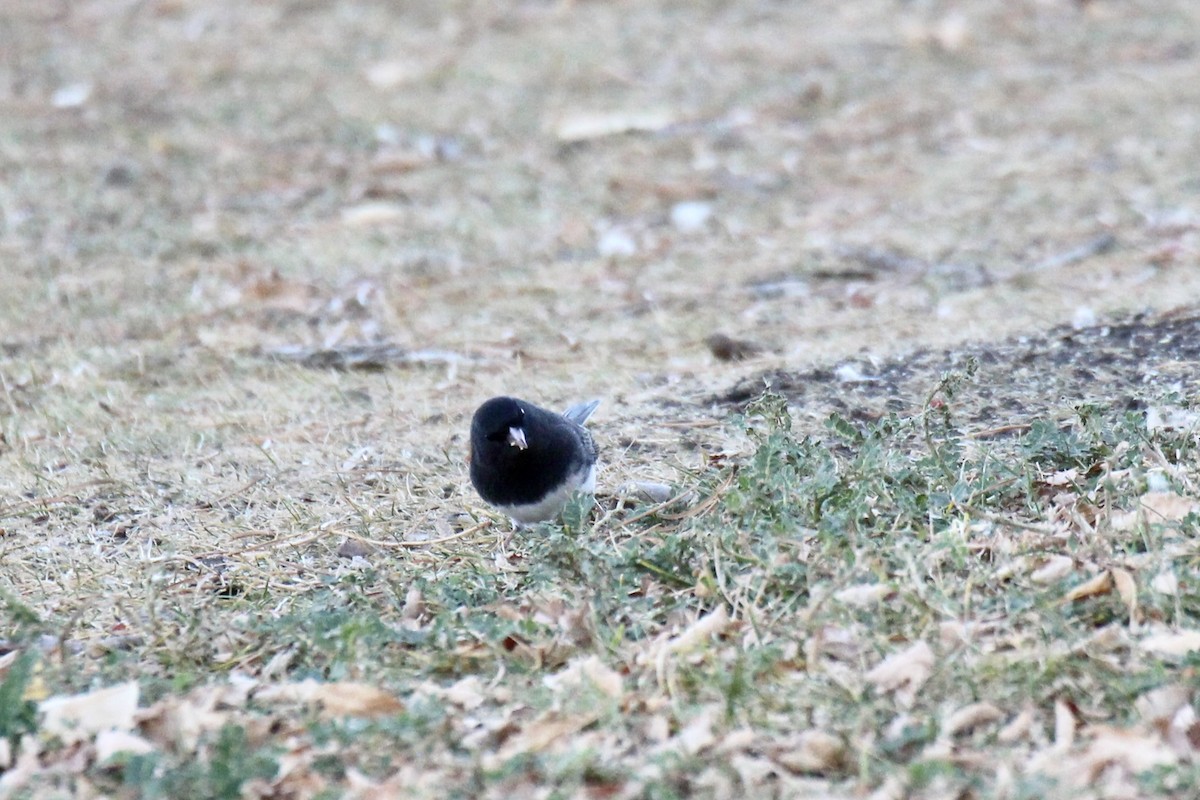 Dark-eyed Junco (Slate-colored) - ML643719216