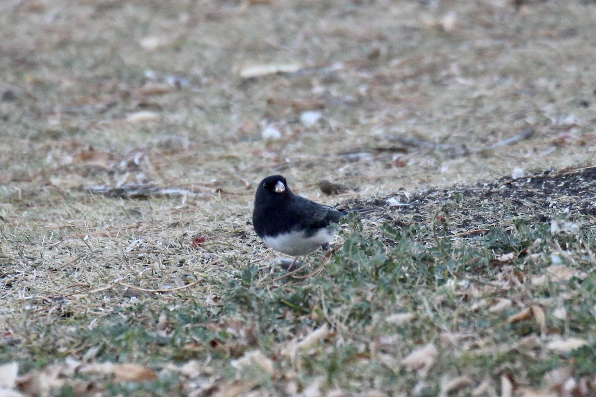 Dark-eyed Junco (Slate-colored) - ML643719217