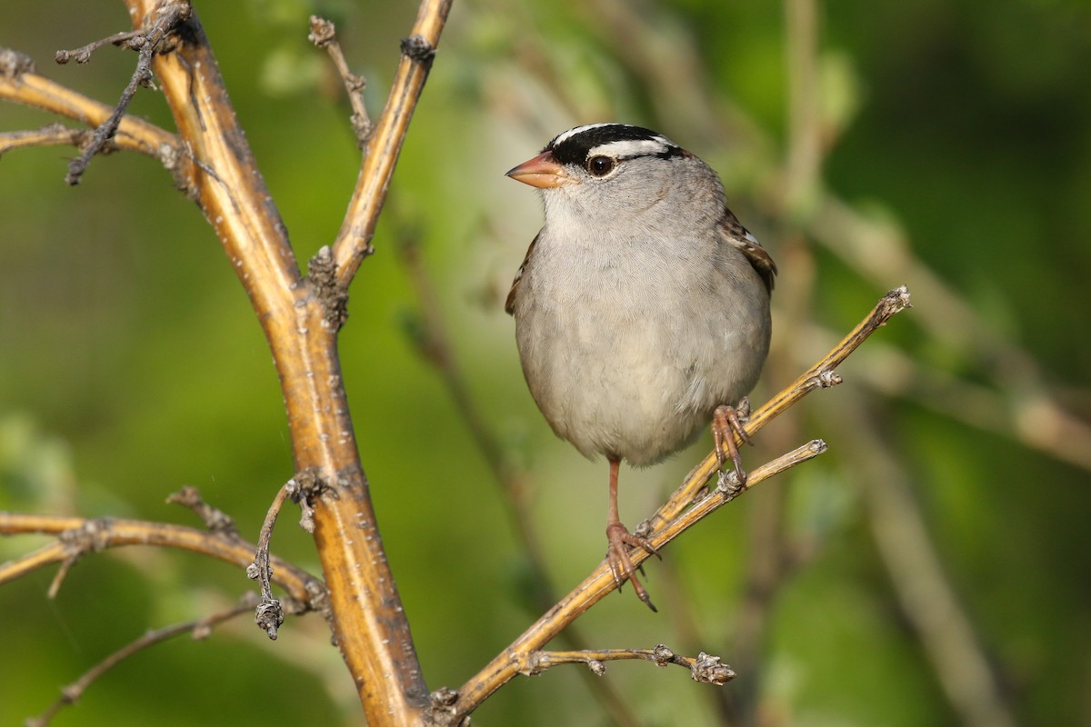 Dachsammer (oriantha) - ML643719235