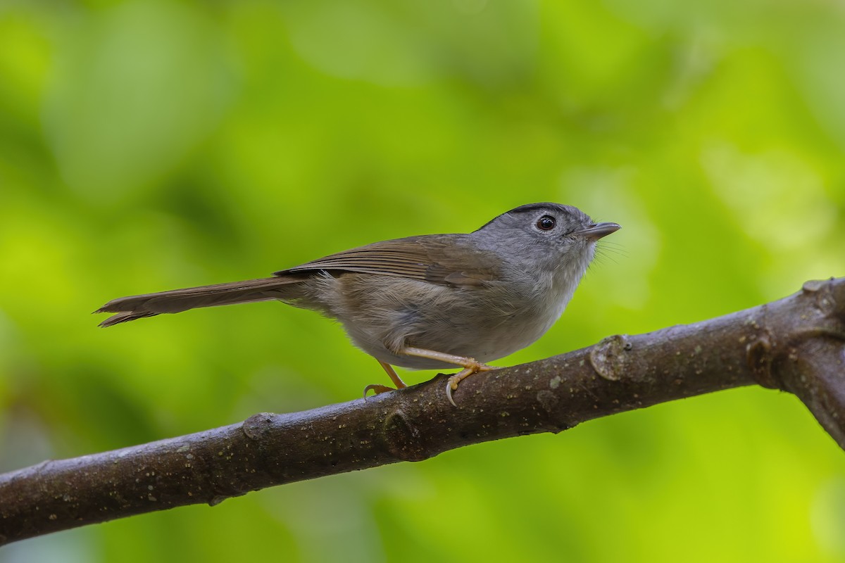Mountain Fulvetta - ML643719237
