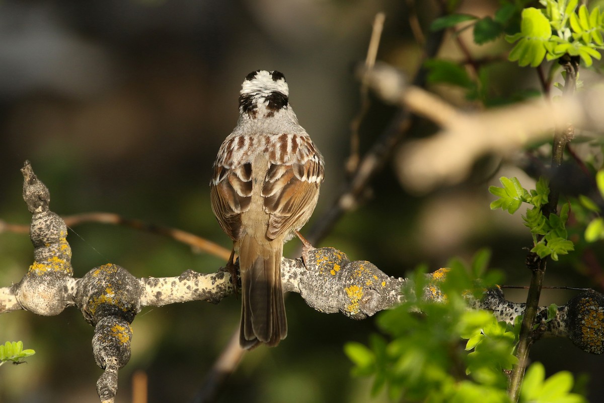 Dachsammer (oriantha) - ML643719238