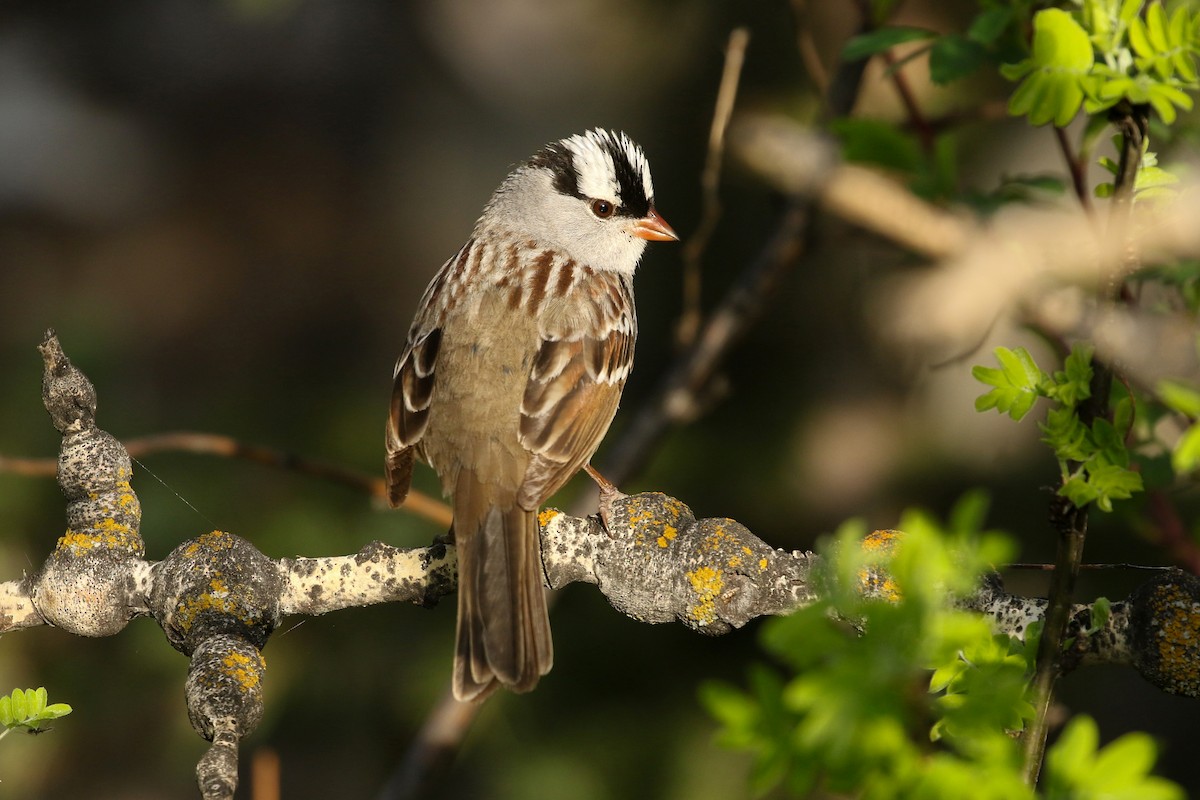 Dachsammer (oriantha) - ML643719239