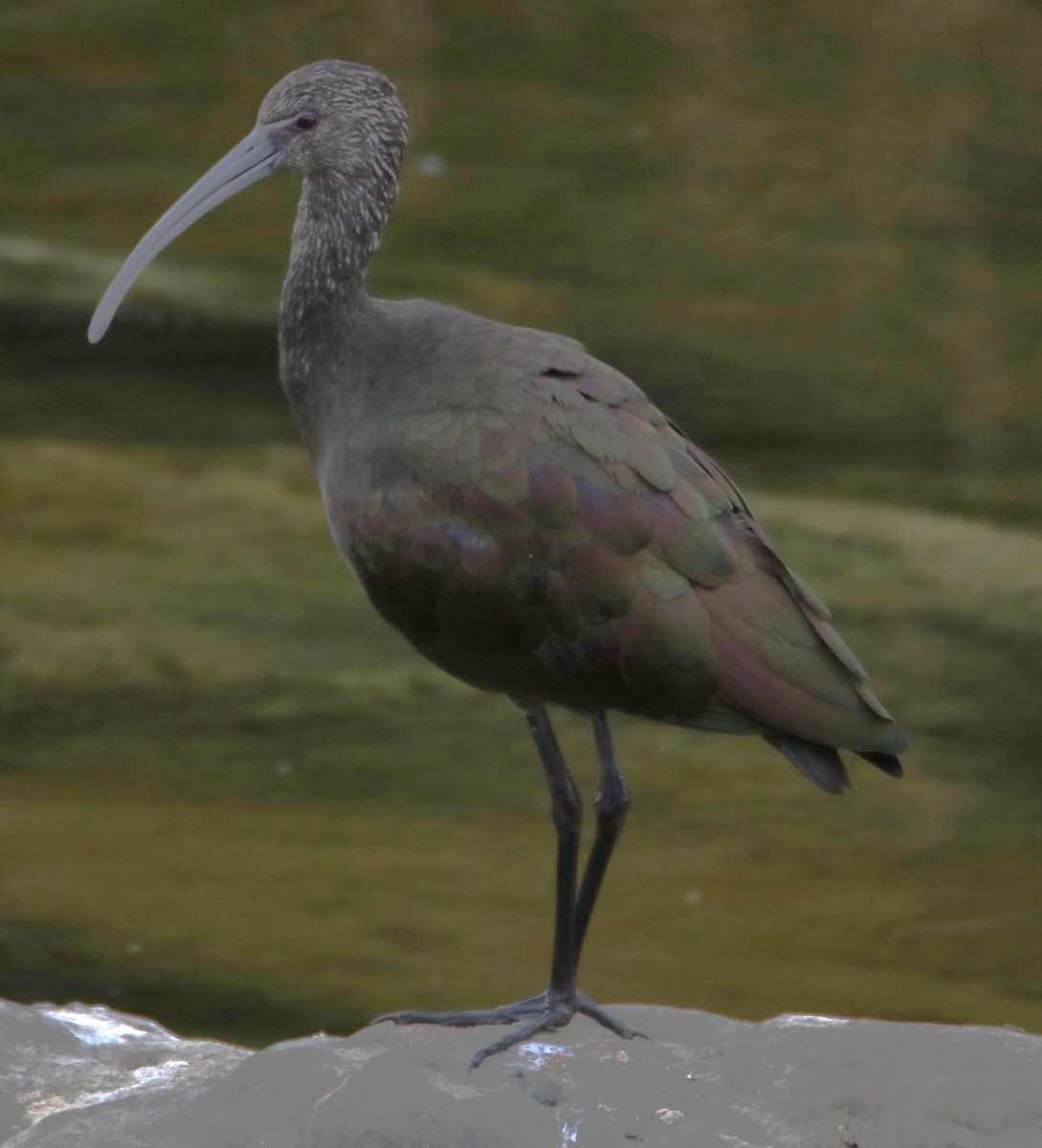 Ibis à face blanche - ML643719257