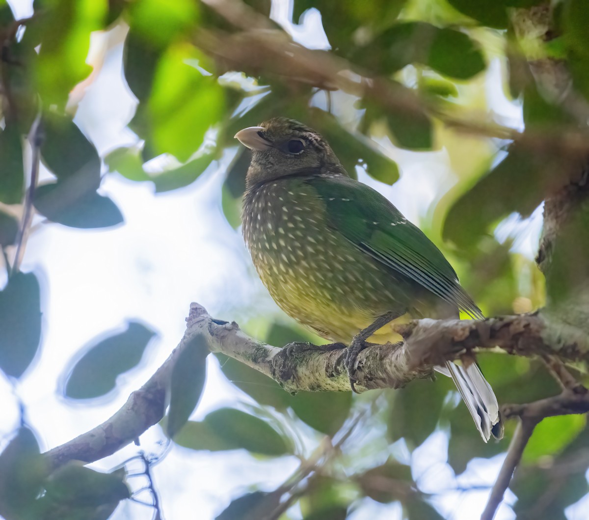 Green Catbird - ML643719264