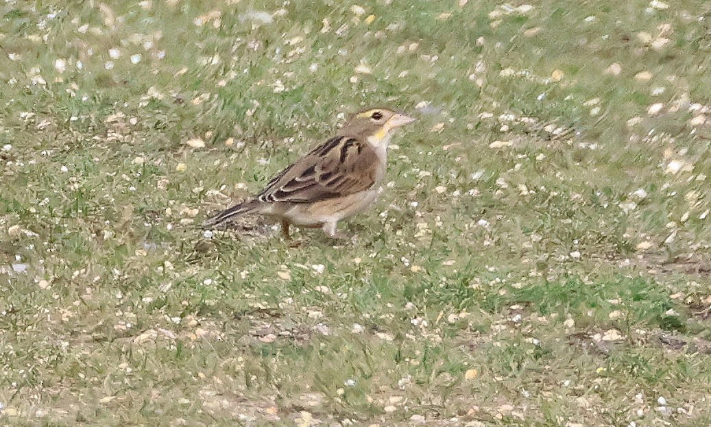 Dickcissel - ML643719267