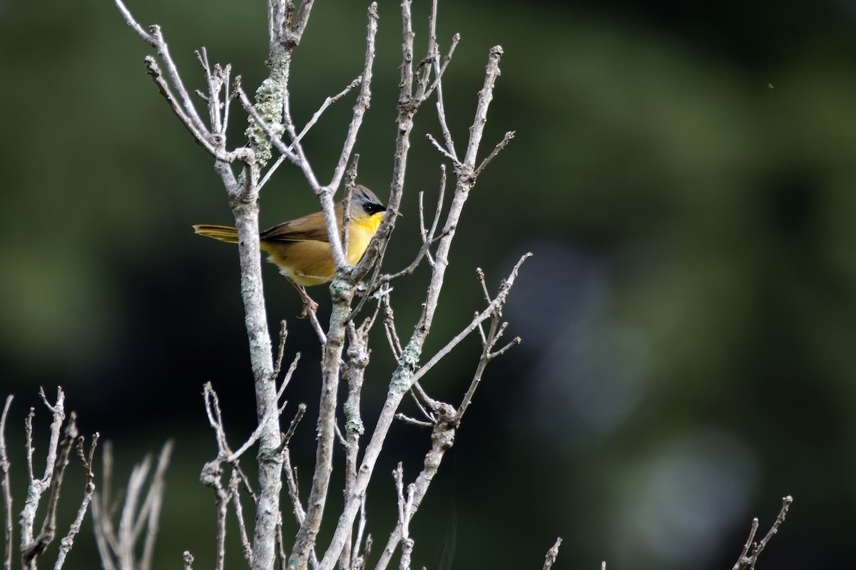 Gray-crowned Yellowthroat - ML643719274